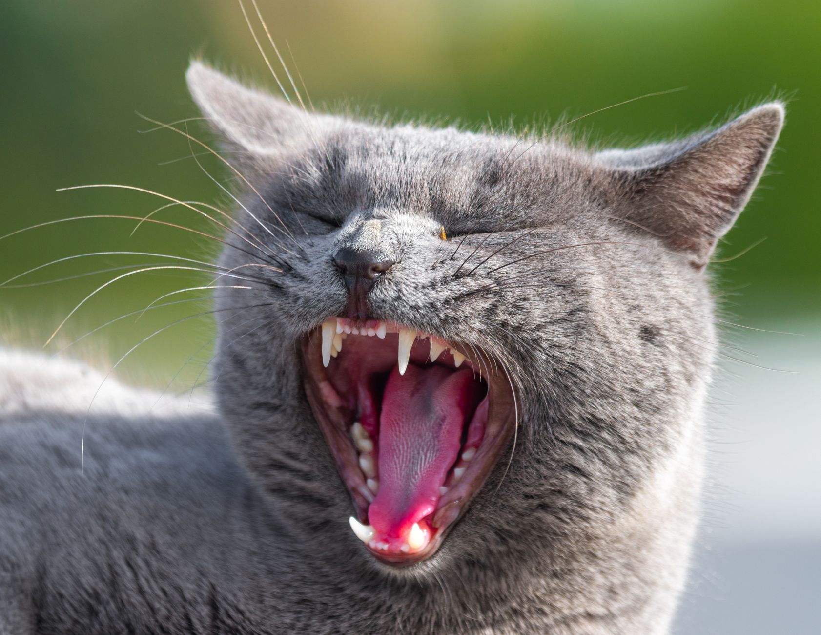 How Many Jaws Does A Cat Have? 1 How Many Jaws Does A Cat Have?
