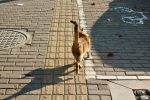 Why Do Cats Tails Fall Off?