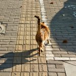 Why Do Cats Tails Fall Off?