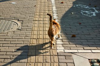 Why Do Cats Tails Fall Off?