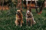 Identifying a Dog Breed: How to Recognize Your Dog’s Possible Ancestry 8 Identifying a Dog Breed: How to Recognize Your Dog’s Possible Ancestry