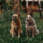 Identifying a Dog Breed: How to Recognize Your Dog’s Possible Ancestry 3 Identifying a Dog Breed: How to Recognize Your Dog’s Possible Ancestry
