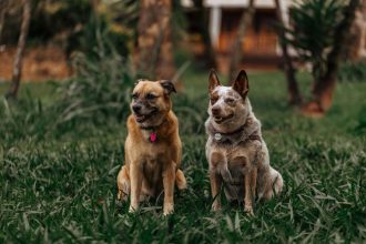 Identifying a Dog Breed: How to Recognize Your Dog’s Possible Ancestry 5 Identifying a Dog Breed: How to Recognize Your Dog’s Possible Ancestry
