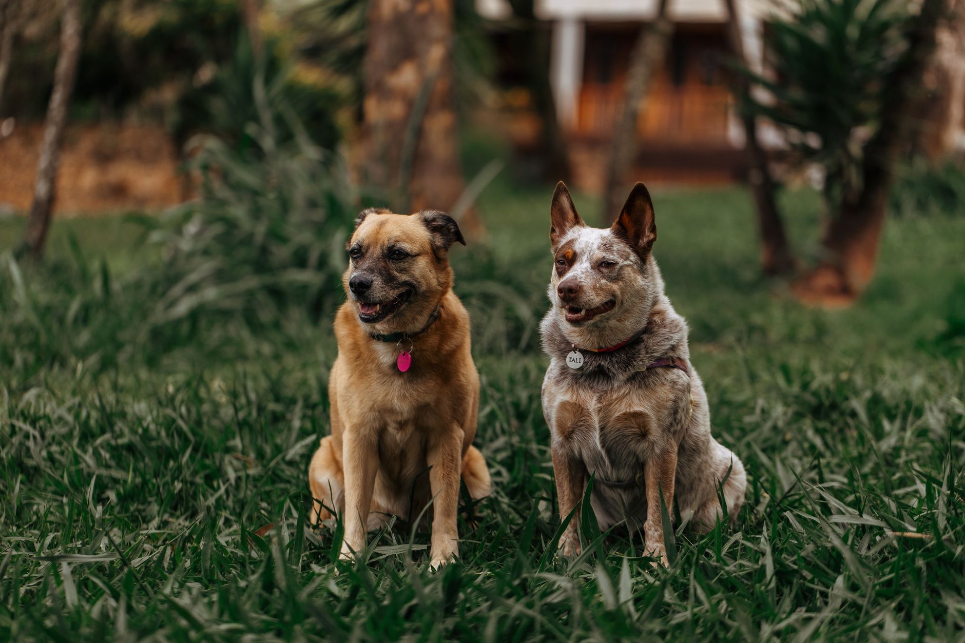 Identifying a Dog Breed: How to Recognize Your Dog’s Possible Ancestry
