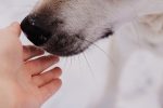 Can Dogs Catch a Cold From People? The Facts Behind Human-to-Dog Illness 7 Can Dogs Catch a Cold From People? The Facts Behind Human-to-Dog Illness
