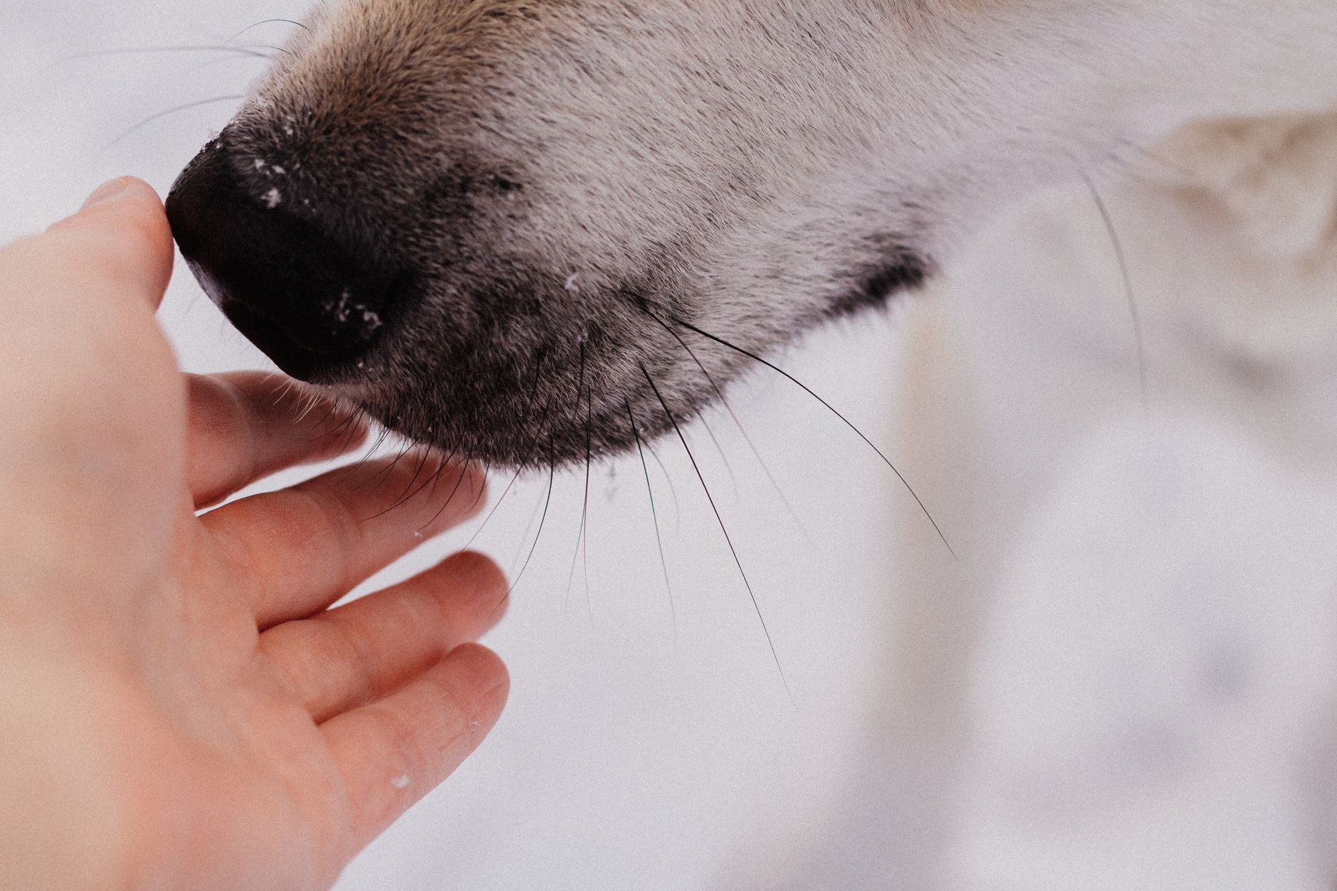 Can Dogs Catch a Cold From People? The Facts Behind Human-to-Dog Illness 1 Can Dogs Catch a Cold From People? The Facts Behind Human-to-Dog Illness