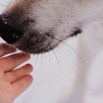 Can Dogs Catch a Cold From Humans? Understanding Respiratory Illness in Pets 3 Can Dogs Catch a Cold From Humans? Understanding Respiratory Illness in Pets