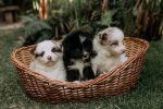 Finding the Right Dog Breed for Your Lifestyle: A Practical Guide Before Adopting 1 Finding the Right Dog Breed for Your Lifestyle: A Practical Guide Before Adopting