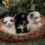 Finding the Right Dog Breed for Your Lifestyle: A Practical Guide Before Adopting 3 Finding the Right Dog Breed for Your Lifestyle: A Practical Guide Before Adopting