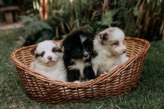 Finding the Right Dog Breed for Your Lifestyle: A Practical Guide Before Adopting 4 Finding the Right Dog Breed for Your Lifestyle: A Practical Guide Before Adopting