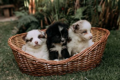 Finding the Right Dog Breed for Your Lifestyle: A Practical Guide Before Adopting 8 Finding the Right Dog Breed for Your Lifestyle: A Practical Guide Before Adopting