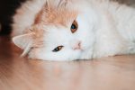 How Do Cats Contract Worms?