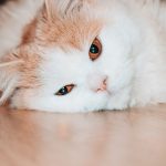 How Do Cats Contract Worms? 3 How Do Cats Contract Worms?