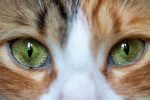 Why Are My Cats Pupils So Big? 8 Why Are My Cats Pupils So Big?