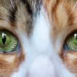 Why Are My Cats Pupils So Big? 3 Why Are My Cats Pupils So Big?