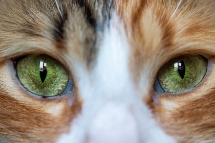 Why Are My Cats Pupils So Big?