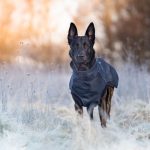 How Cold Is Too Cold for Dogs? Understanding Temperature Risks and Winter Safety