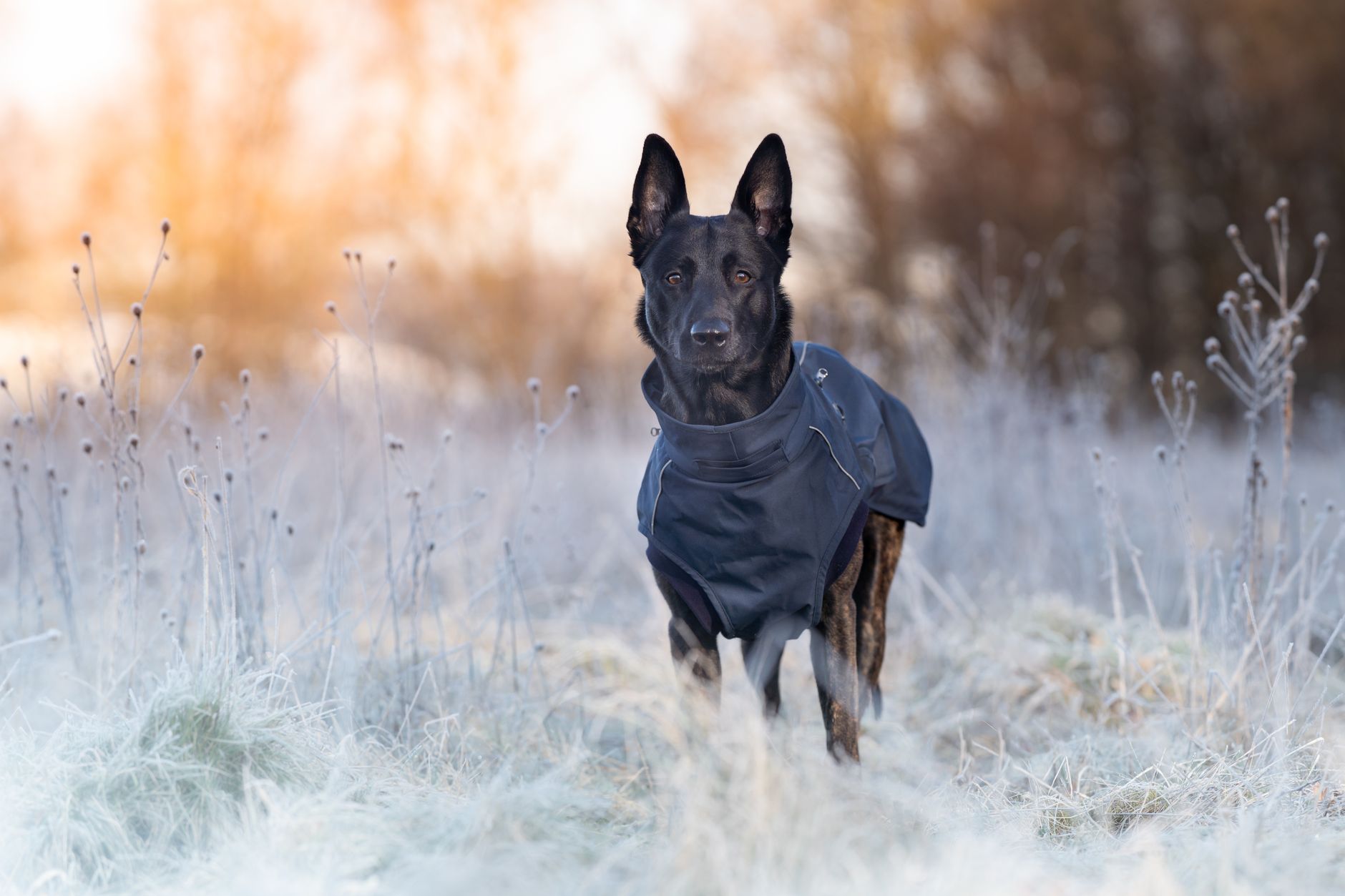 How Cold Is Too Cold for Dogs? Understanding Temperature Risks and Winter Safety