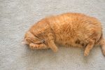 How To Get Rid Of Cat Pee Smell?