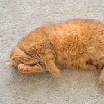 How To Get Rid Of Cat Pee Smell? 3 How To Get Rid Of Cat Pee Smell?