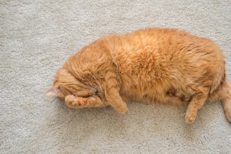 How To Get Rid Of Cat Pee Smell?