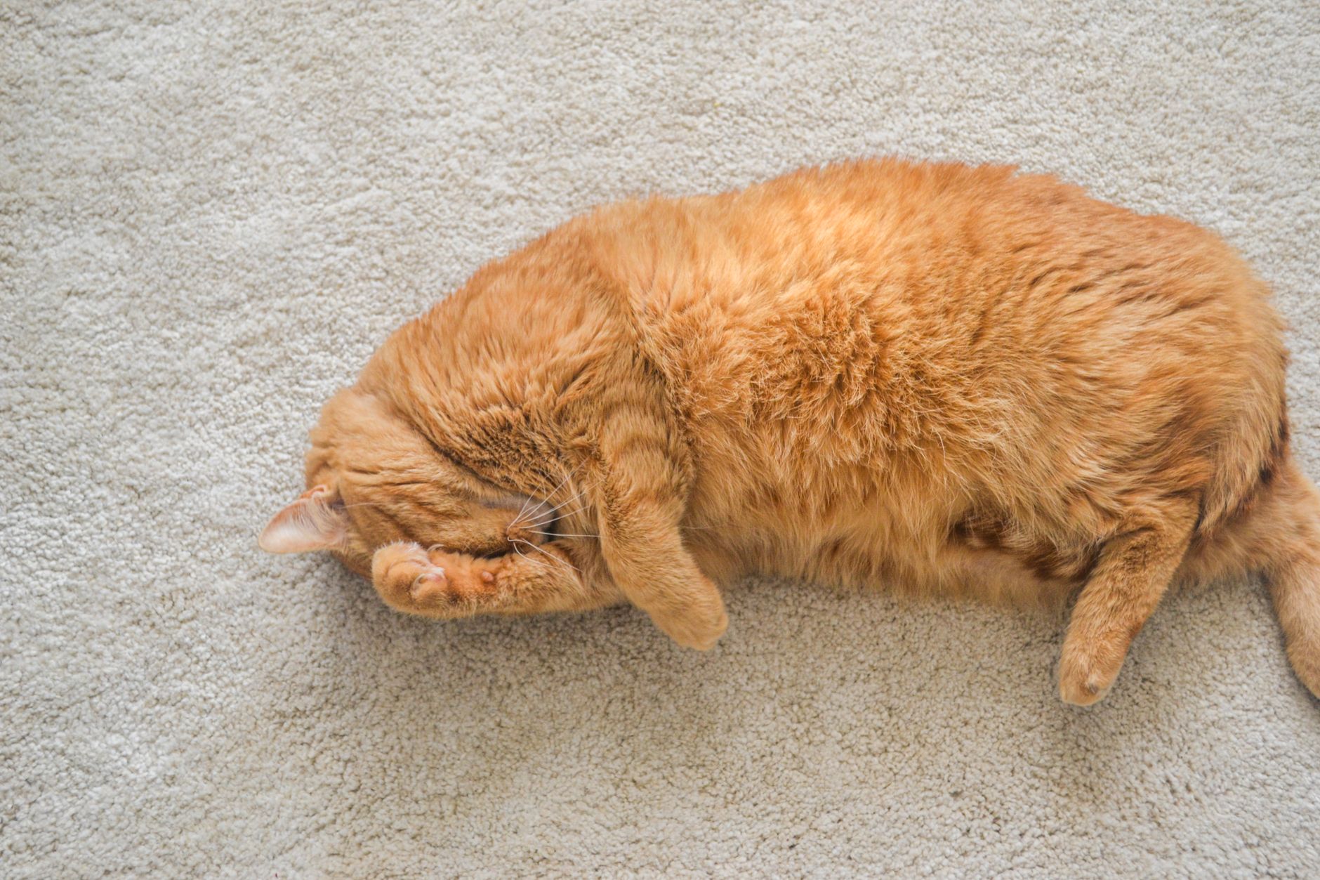 How To Get Rid Of Cat Pee Smell? 1 How To Get Rid Of Cat Pee Smell?