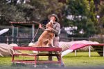 A Practical Guide to Training Your Dog to Bark Less 7 A Practical Guide to Training Your Dog to Bark Less