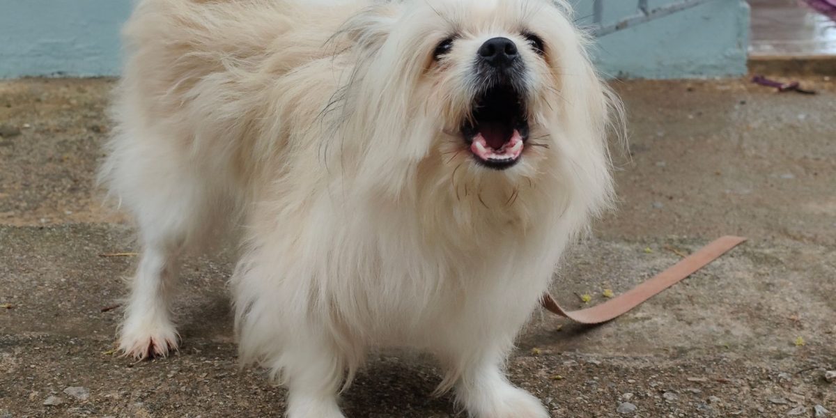 How to Reduce Excessive Dog Barking Without Punishment