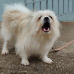 How to Stop Excessive Dog Barking Quickly and Teach Better Behavior