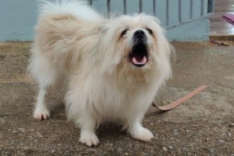 How to Stop Excessive Dog Barking Quickly and Teach Better Behavior