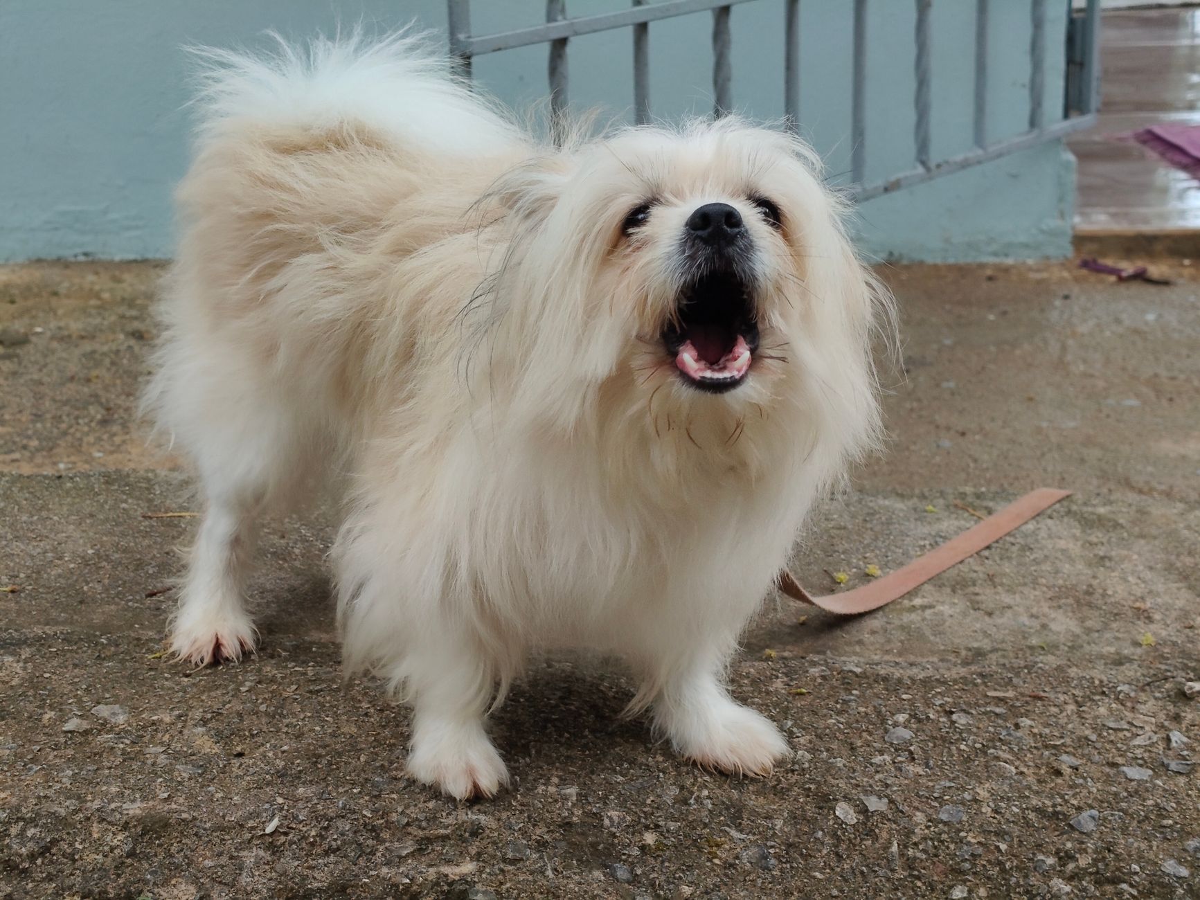 How to Stop Excessive Dog Barking Quickly and Teach Better Behavior
