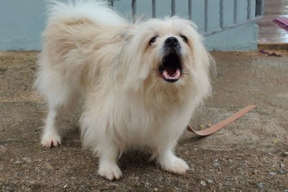 Practical Ways to Reduce Excessive Dog Barking and Encourage Calm Behavior
