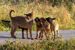 Are All Dogs Considered Canines? Understanding the Difference Between Dogs and the Canine Family