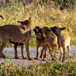 Are All Dogs Considered Canines? Understanding the Difference Between Dogs and the Canine Family 3 Are All Dogs Considered Canines? Understanding the Difference Between Dogs and the Canine Family