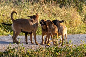 Are All Dogs Considered Canines? Understanding the Difference Between Dogs and the Canine Family