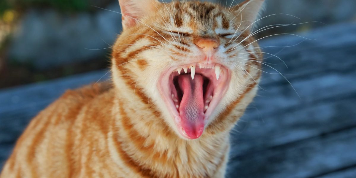 Why Do Cats Open Their Mouth When They Smell?