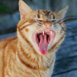 Why Do Cats Open Their Mouth When They Smell? 3 Why Do Cats Open Their Mouth When They Smell?