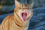 Cat Teeth Explained: How Many Teeth Do Cats Have and Why Their Dental Health Matters