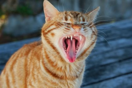 Why Do Cats Open Their Mouth When They Smell?