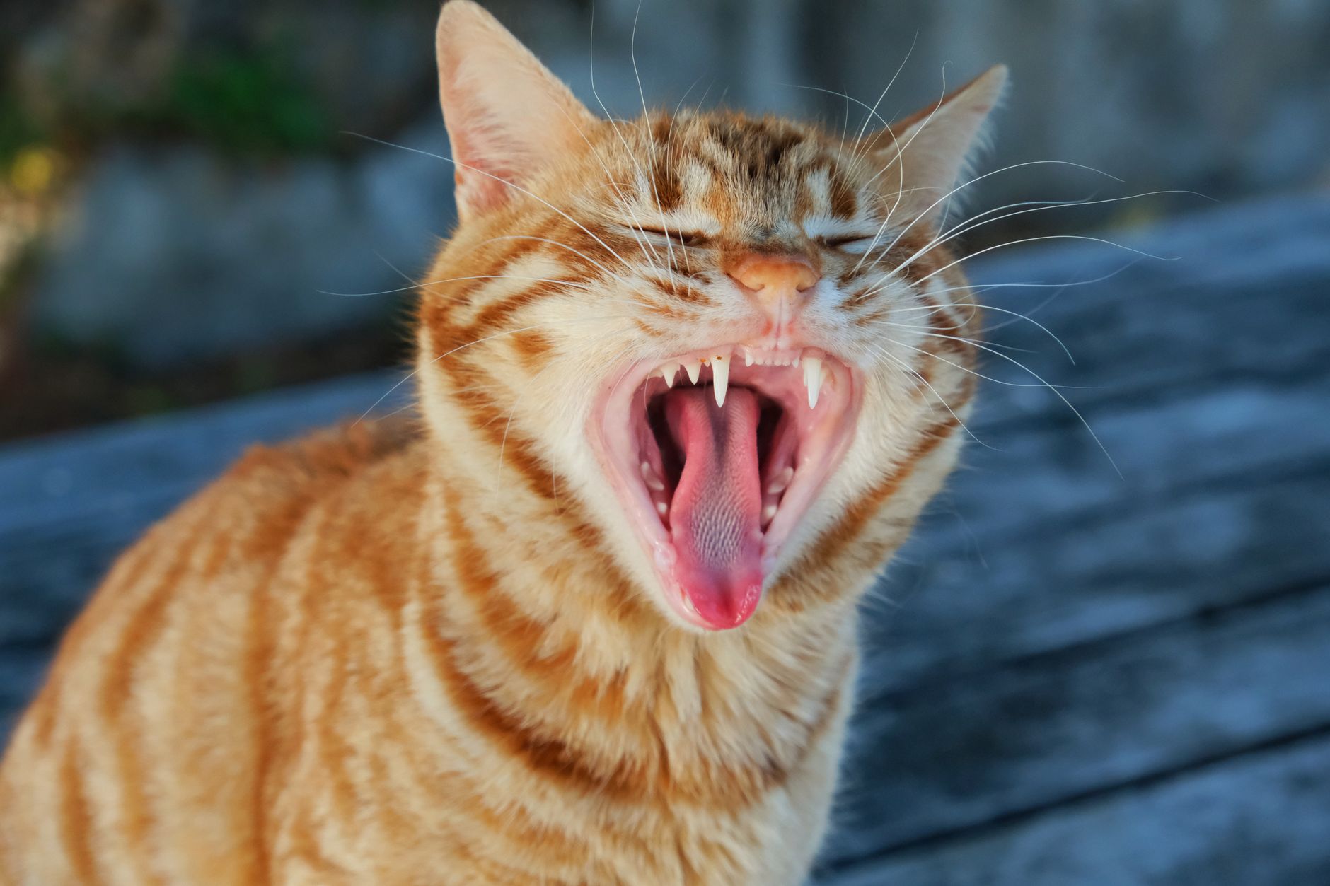 Why Do Cats Open Their Mouth When They Smell?