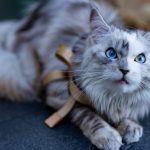 Maine Coon Cat Size Guide: How Large Can This Gentle Giant Breed Become? 2 Maine Coon Cat Size Guide: How Large Can This Gentle Giant Breed Become?
