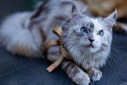 Maine Coon Cat Size Guide: How Large Can This Gentle Giant Breed Become? 11 Maine Coon Cat Size Guide: How Large Can This Gentle Giant Breed Become?
