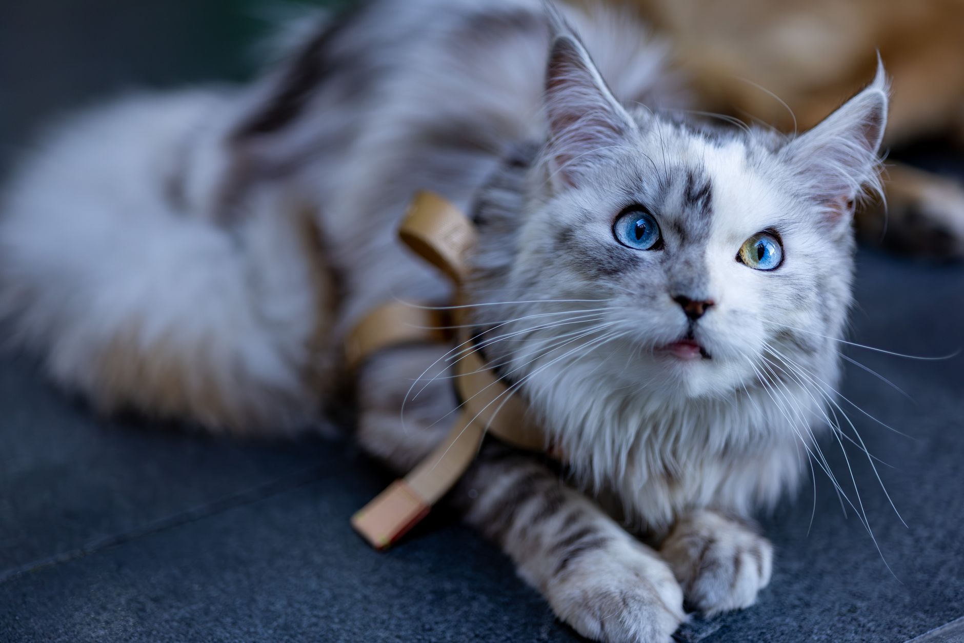 Maine Coon Cat Size Guide: How Large Can This Gentle Giant Breed Become? 1 Maine Coon Cat Size Guide: How Large Can This Gentle Giant Breed Become?
