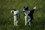 How to Identify Your Dog’s Breed: Understanding Traits, Appearance, and Genetics 7 How to Identify Your Dog’s Breed: Understanding Traits, Appearance, and Genetics