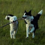 How to Identify Your Dog’s Breed: Understanding Traits, Appearance, and Genetics 3 How to Identify Your Dog’s Breed: Understanding Traits, Appearance, and Genetics
