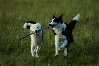 How to Identify Your Dog’s Breed: Understanding Traits, Appearance, and Genetics 4 How to Identify Your Dog’s Breed: Understanding Traits, Appearance, and Genetics