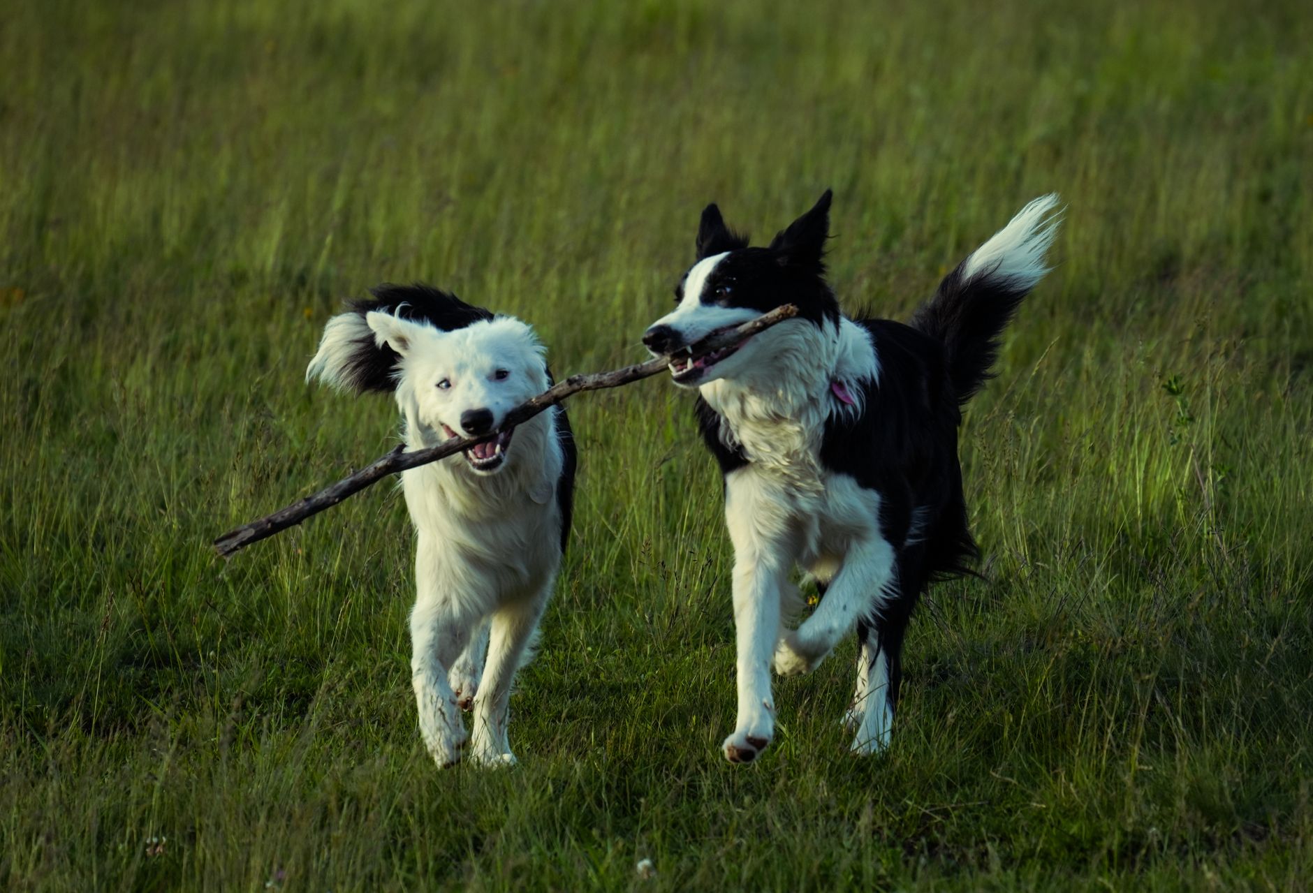How to Identify Your Dog’s Breed: Understanding Traits, Appearance, and Genetics 1 How to Identify Your Dog’s Breed: Understanding Traits, Appearance, and Genetics