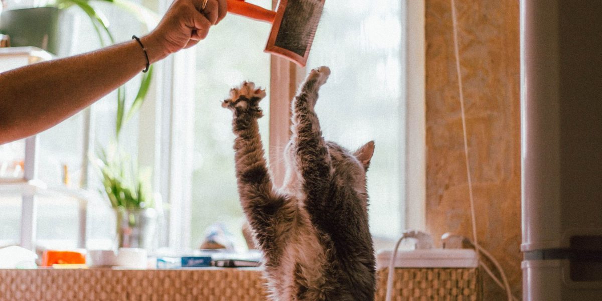 When Do Cats Reach Their Full Size? A Guide to Feline Growth Stages