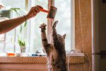 When Do Cats Reach Their Full Size? A Guide to Feline Growth Stages 7 When Do Cats Reach Their Full Size? A Guide to Feline Growth Stages