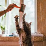 When Do Cats Reach Their Full Size? A Guide to Feline Growth Stages 3 When Do Cats Reach Their Full Size? A Guide to Feline Growth Stages